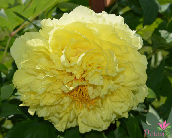 YELLOW CROWN