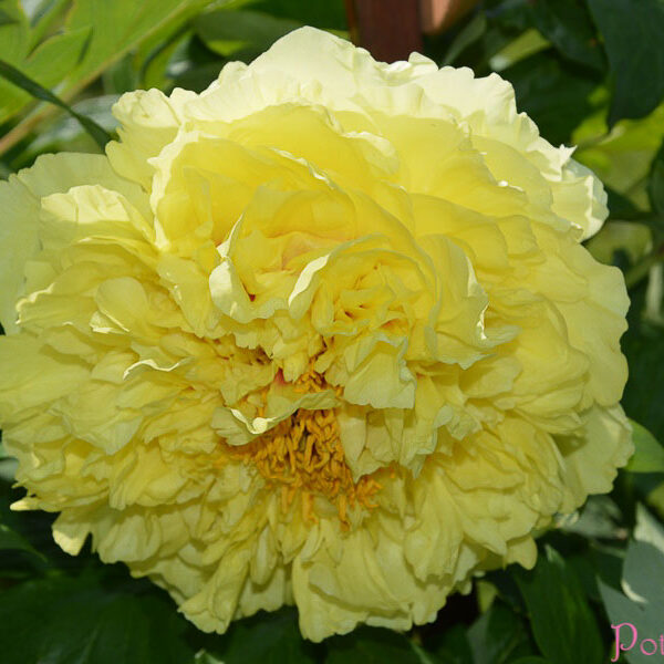 YELLOW CROWN