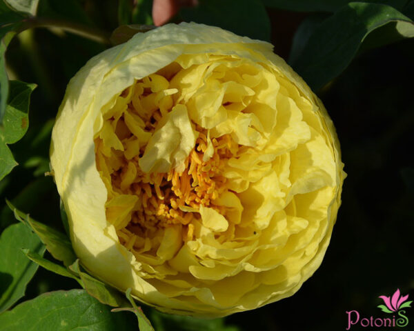 YELLOW CROWN - Image 2